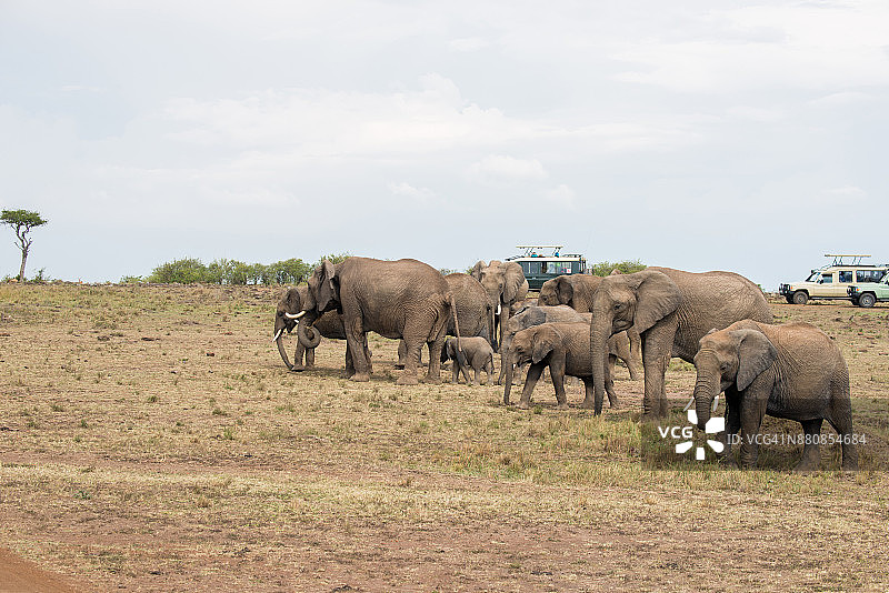 非洲象一家在草原上图片素材