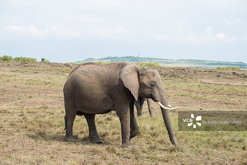 草原上的一头非洲象图片素材