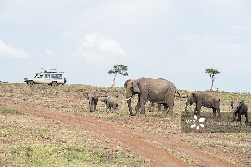 非洲象一家在草原上图片素材