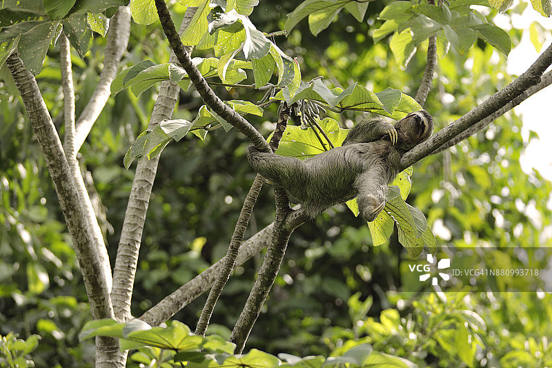 三趾树懒图片素材