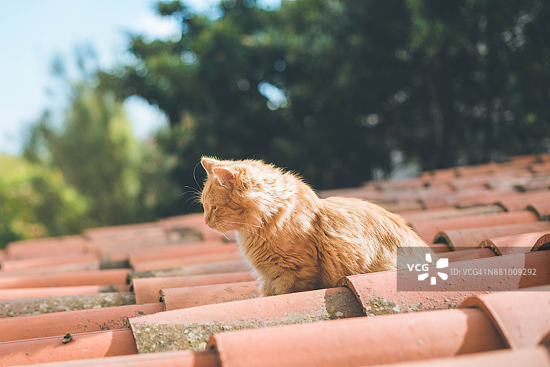 在古老的瓦片屋顶上行走的猫图片素材