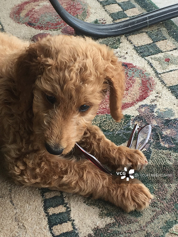 顽皮的宠物们图片素材