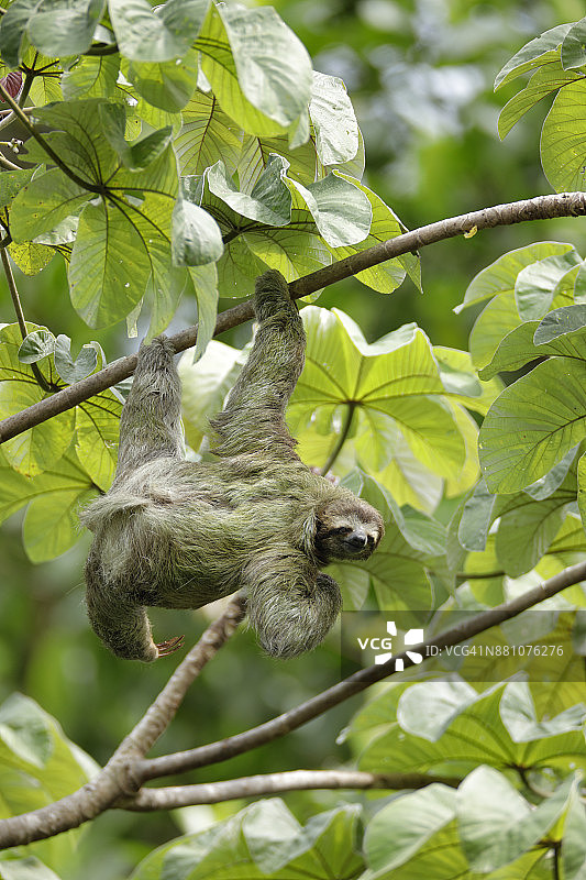 三趾树懒图片素材