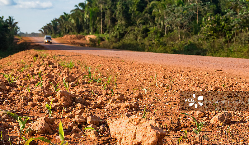 粮食出口走廊沿线的玉米生长图片素材