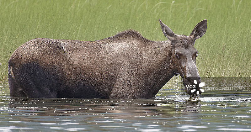 奇尔卡特河畔吃草的母驼鹿图片素材