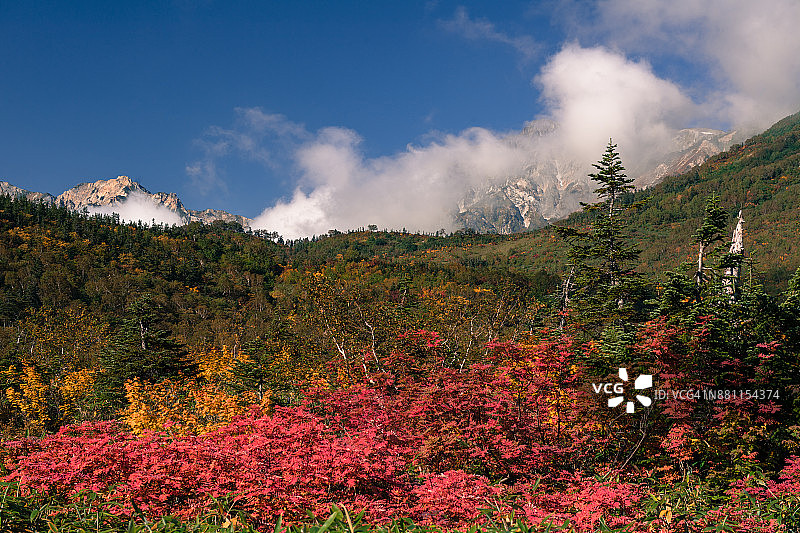 秋叶的杂色花楸图片素材