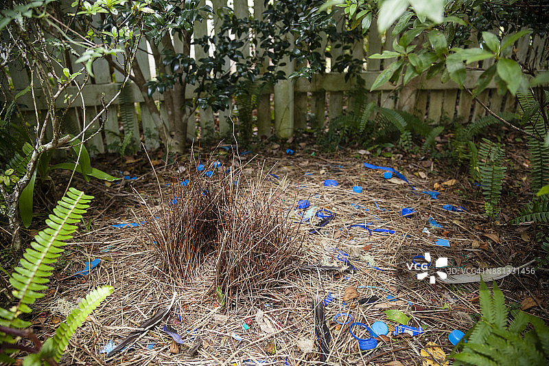 澳大利亚昆士兰州帕卢马山脉国家公园的缎蓝园丁鸟巢穴图片素材