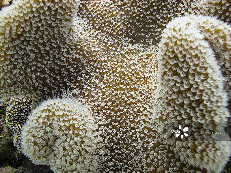 澳大利亚大堡礁的洛德斯通礁图片素材