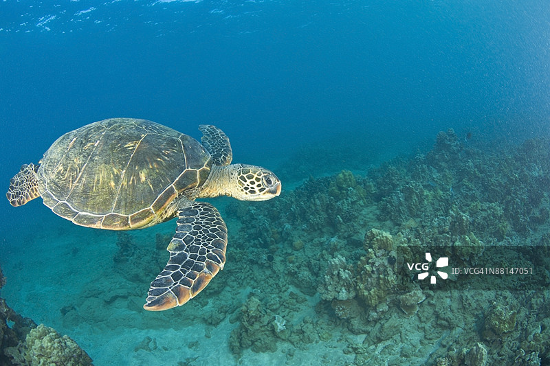 绿海龟，海龟清洁站，南毛伊岛，夏威夷，美国图片素材