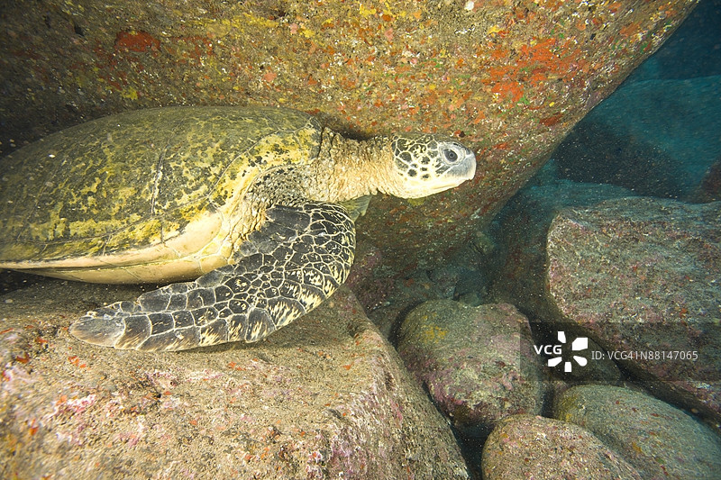 大型绿色海龟，夏威夷毛伊岛北岸， 美国图片素材