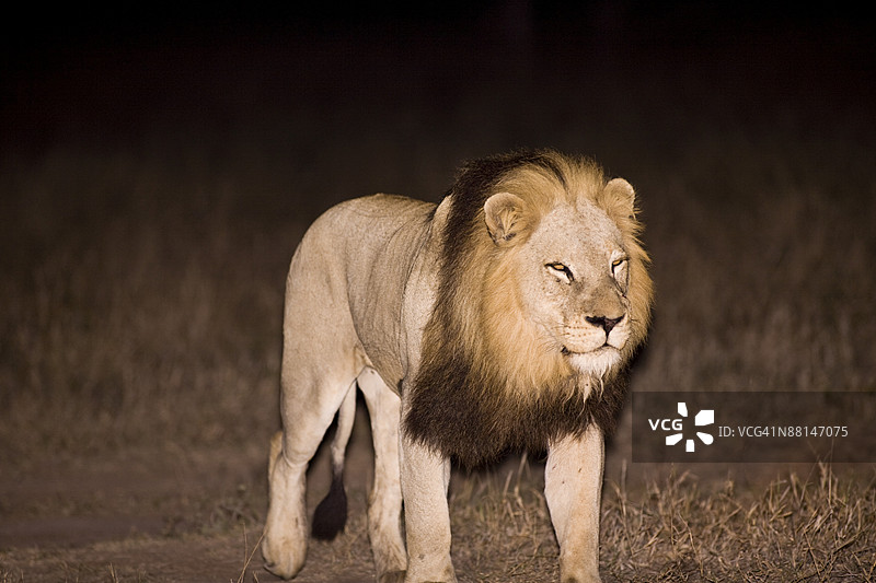 狮子（非洲狮），阿拉图萨野生动物园，萨比沙德保护区，姆普马朗加，南非，非洲图片素材