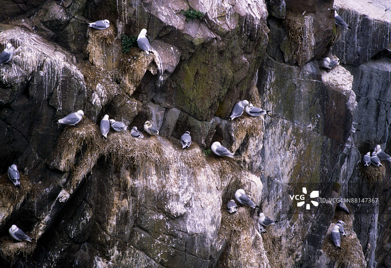 爱尔兰索尔提群岛的海鸥图片素材