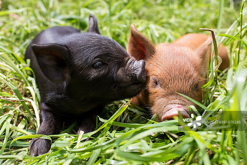 春天草地上黑色和棕色小猪的正面视角图片素材