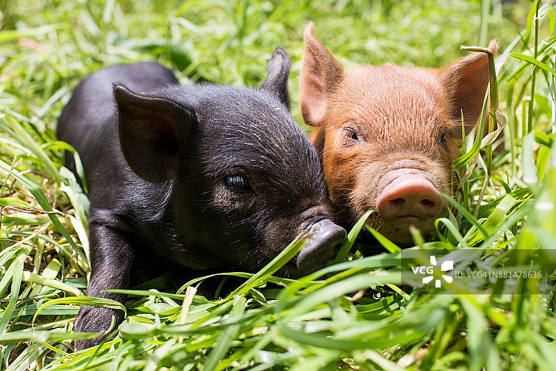 春天草地上黑色和棕色小猪的正面视角图片素材