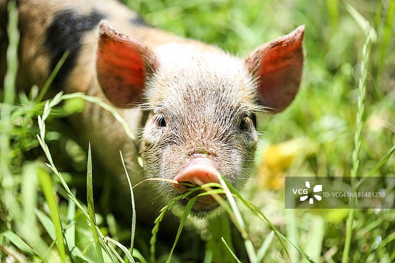 阳光明媚的一天，草地上黑白花斑小猪的正面照图片素材