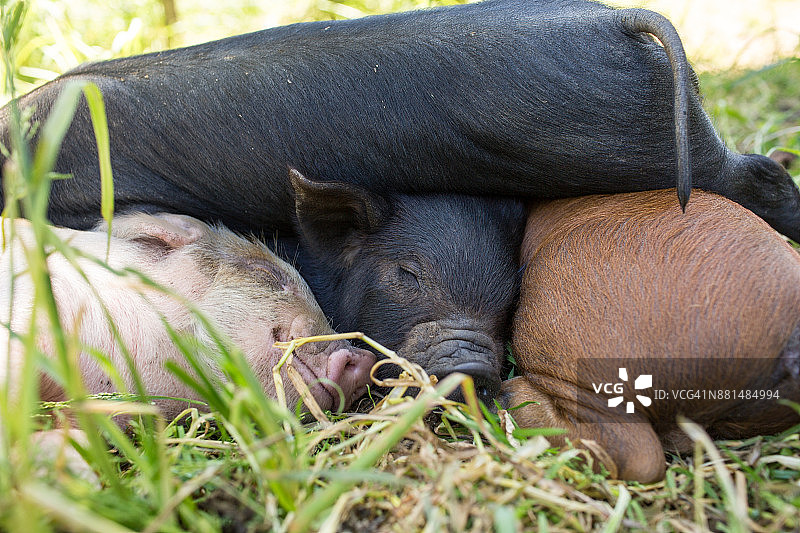 阳光明媚的日子里，绿色牧场上一堆彩色小猪睡觉的正面照图片素材