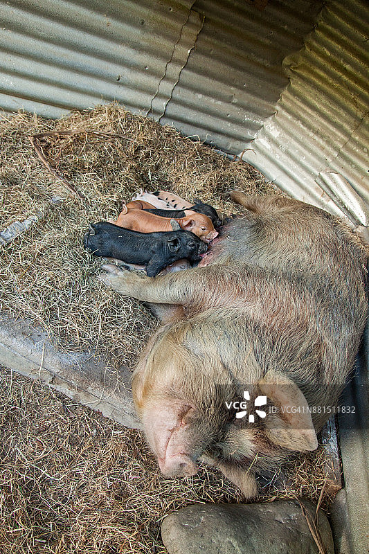 母猪在干草中给彩色小猪哺乳图片素材
