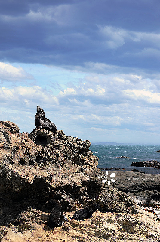 海豹栖息于中国新西兰南岛凯库拉附近的海边岩石上图片素材