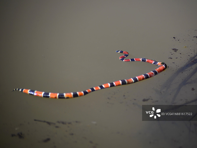 农场湖中死去的珊瑚蛇图片素材