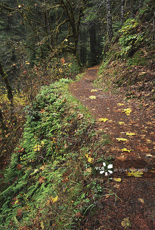 哥伦比亚河峡谷国家风景区的老鹰溪步道，俄勒冈州图片素材