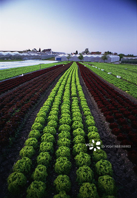 生菜领域图片素材