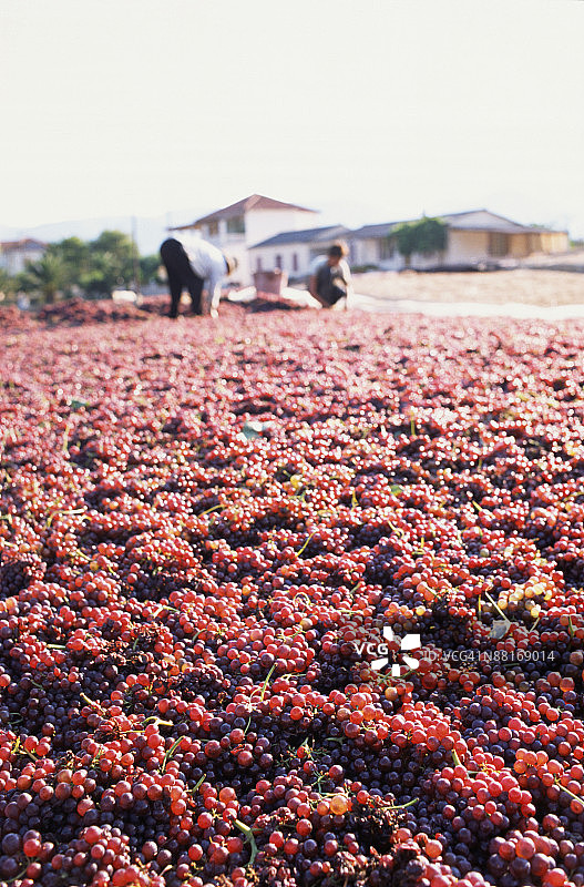 收获的红葡萄图片素材