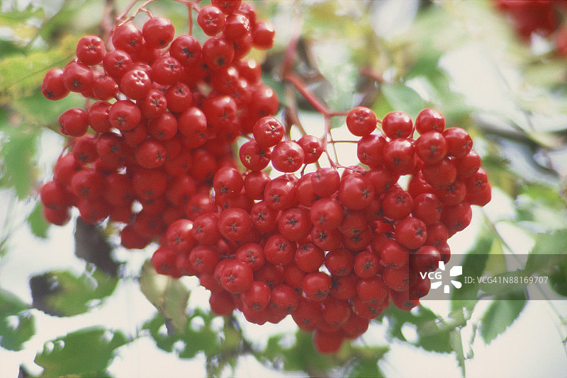 树上花楸浆果图片素材