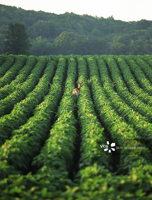 田野里的鹿图片素材