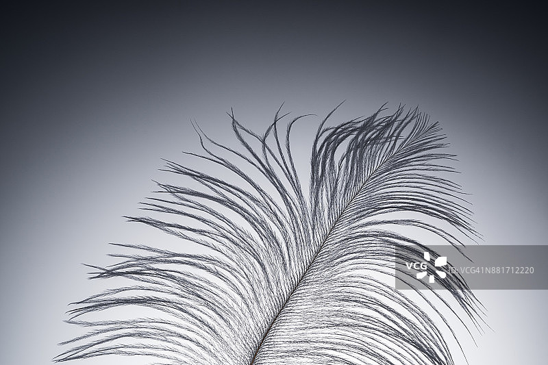 照亮背景下的鸵鸟羽毛图片素材