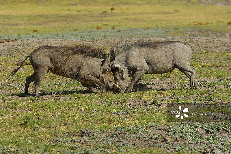 疣猪争斗图片素材