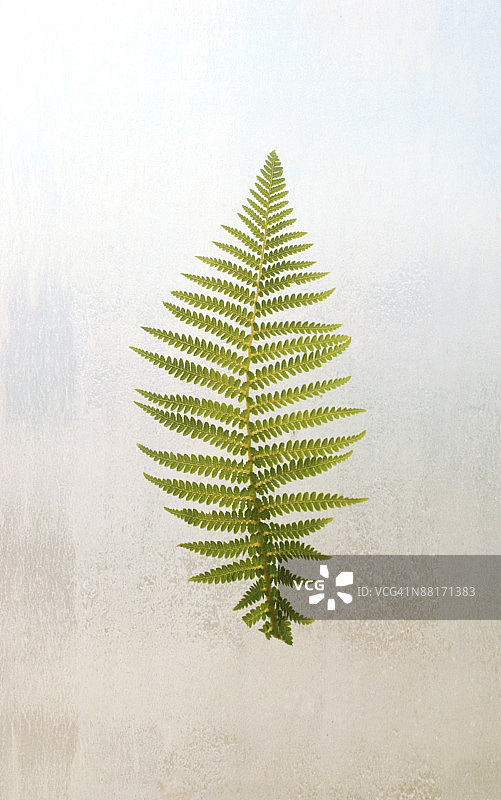 窗边的蕨叶图片素材