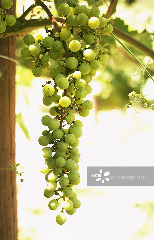 悬挂在葡萄藤上的葡萄图片素材