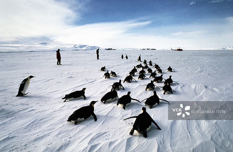 南极洲的企鹅聚集图片素材