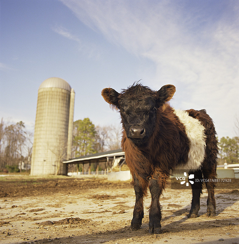 多毛的牛和农场图片素材