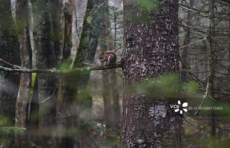 树枝上的花栗鼠图片素材