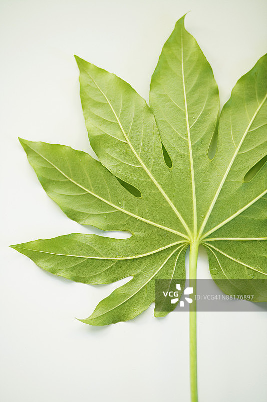 叶图片素材