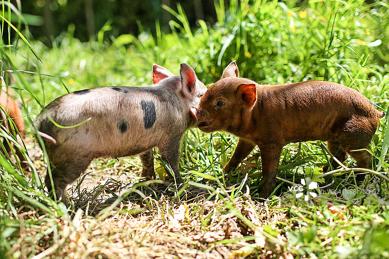 阳光明媚的日子里，自由放养农场绿色牧场上五彩缤纷的顽皮小猪图片素材