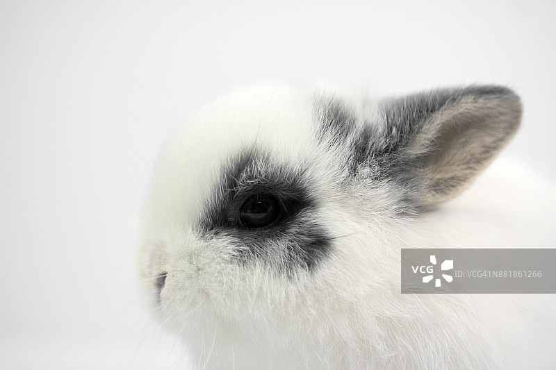 兔子头图片素材