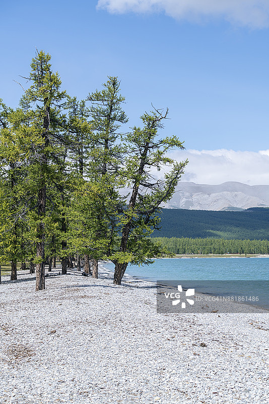 科布多省，库苏古尔湖卵石岸边的冷杉树图片素材