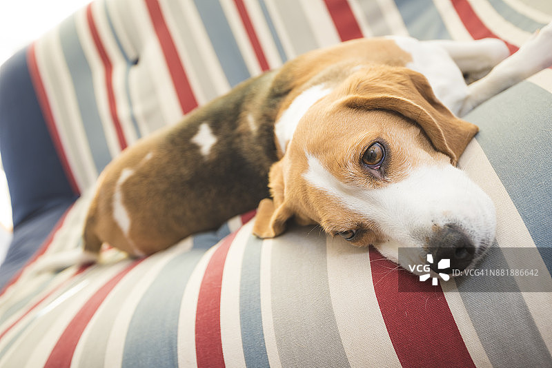 慵懒的狗图片素材