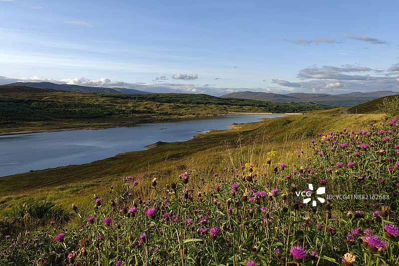 英国苏格兰西北高地洛伊恩湖畔的鲜花草甸图片素材