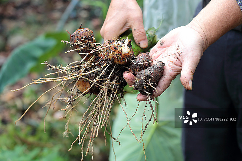 男人在菜园里展示收获的芋头图片素材