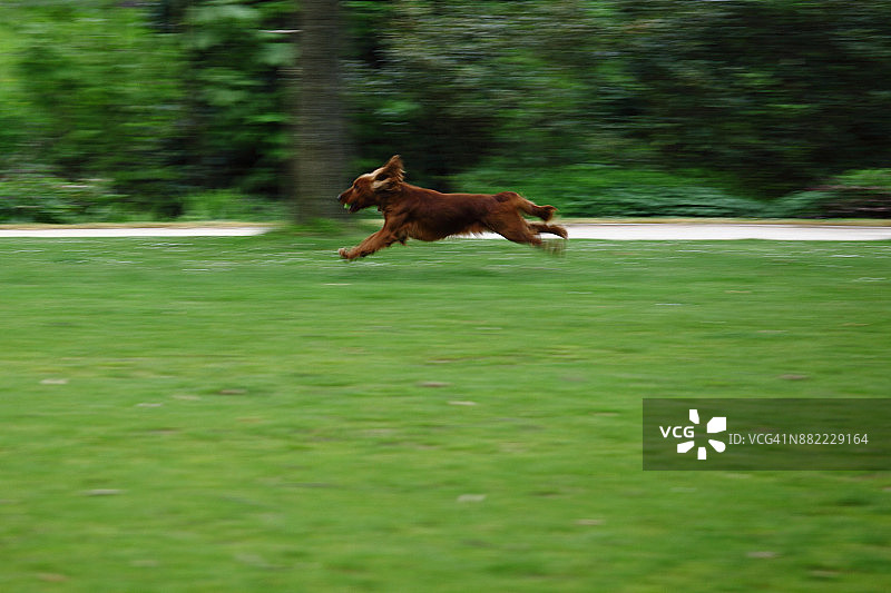 在草地上奔跑，嘴里叼着球的狗图片素材