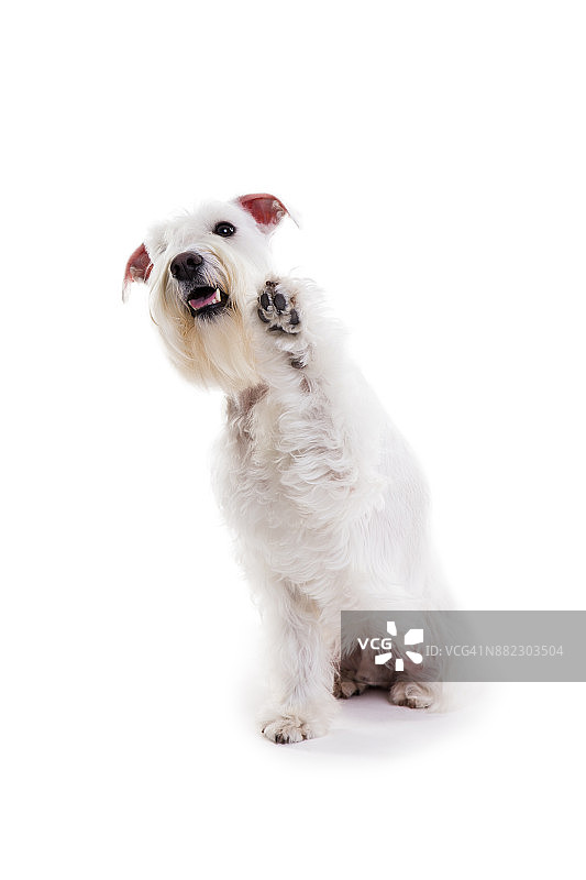 白色背景工作室中迷你雪纳瑞犬的隔离肖像图片素材