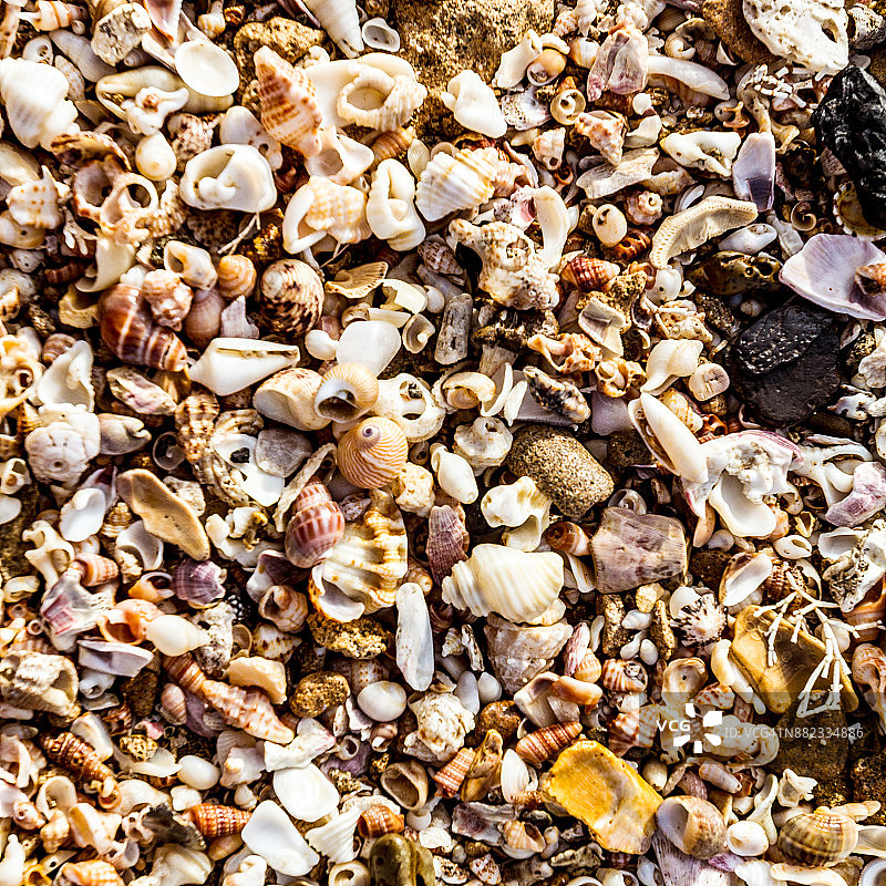第乌岛上的沙子和贝壳图片素材