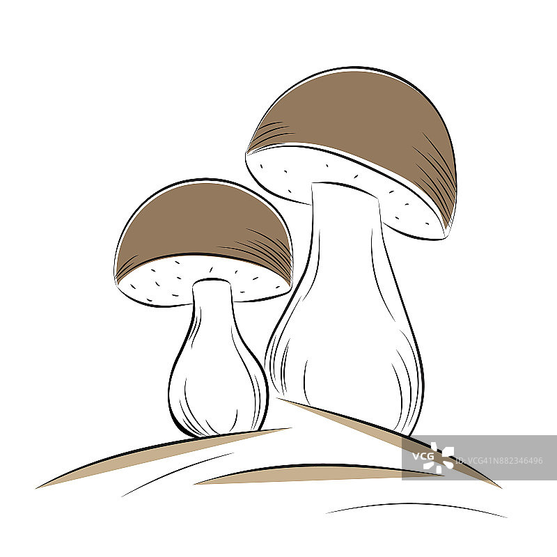 白蘑菇图片素材