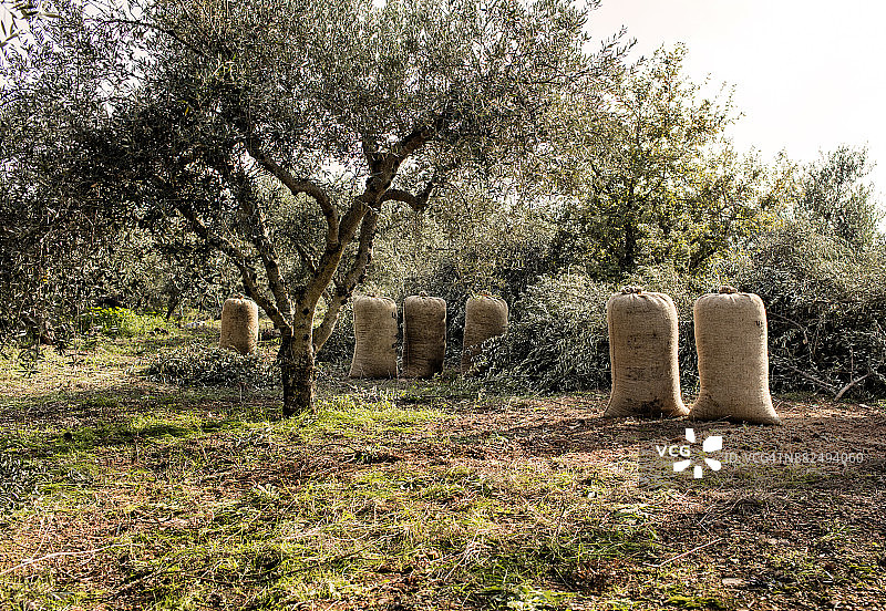 橄榄园中装满橄榄的袋子图片素材