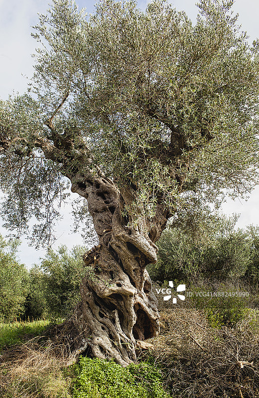 橄榄树图片素材