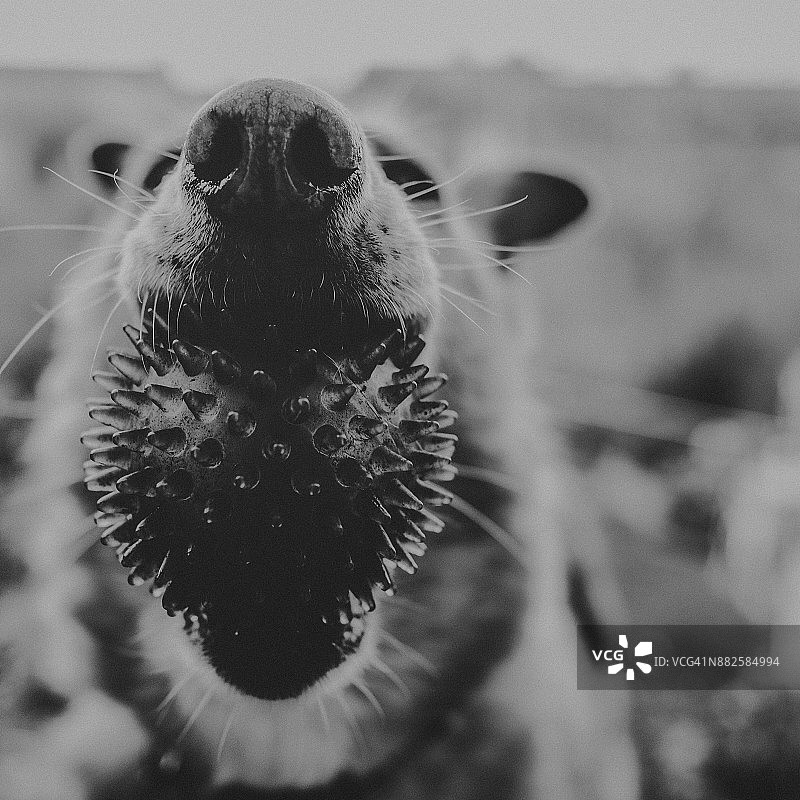 我想要什么图片素材