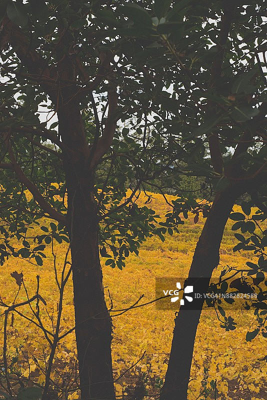 加利福尼亚葡萄园1图片素材